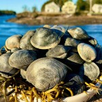 Roger Williams University in Rhode Island is running research projects to restore and revitalize quahog populations along its coast.