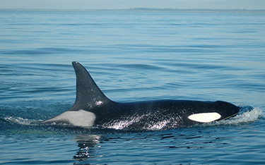 Wild Fish Conservancy wants Southeast Alaska chinook listed under the ESA