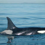 Wild Fish Conservancy wants Southeast Alaska chinook listed under the ESA