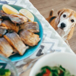 A hungry dog looks longingly at a plate of fish set on a table high above him