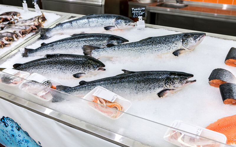 Whole salmon on ice
