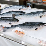 Whole salmon on ice
