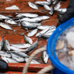 Bycatch on the deck of a fishing vessel.