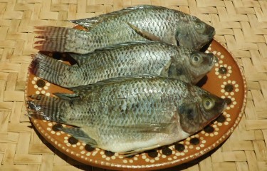 tilapia