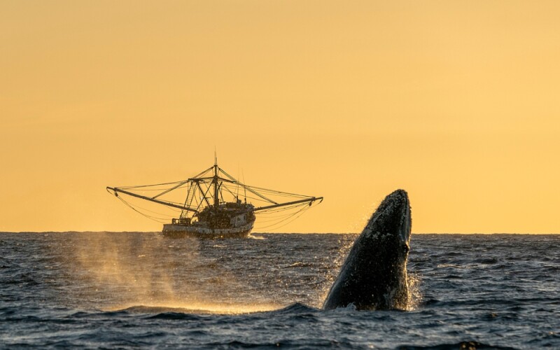 a whale