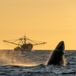 a whale