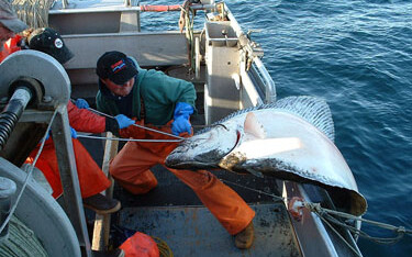 With four proposed alternatives on the docket to amend the management of halibut bycatch in Alaska’s Amendment 80 groundfish trawl fleet, the North Pacific Fishery Management Council voted Monday, 13 December, to approve a compromise option.