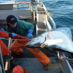 With four proposed alternatives on the docket to amend the management of halibut bycatch in Alaska’s Amendment 80 groundfish trawl fleet, the North Pacific Fishery Management Council voted Monday, 13 December, to approve a compromise option.