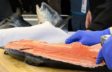 Cutting salmon