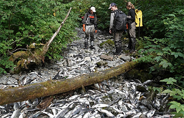 Paper finds hotter, drier conditions negatively impact salmon spawns