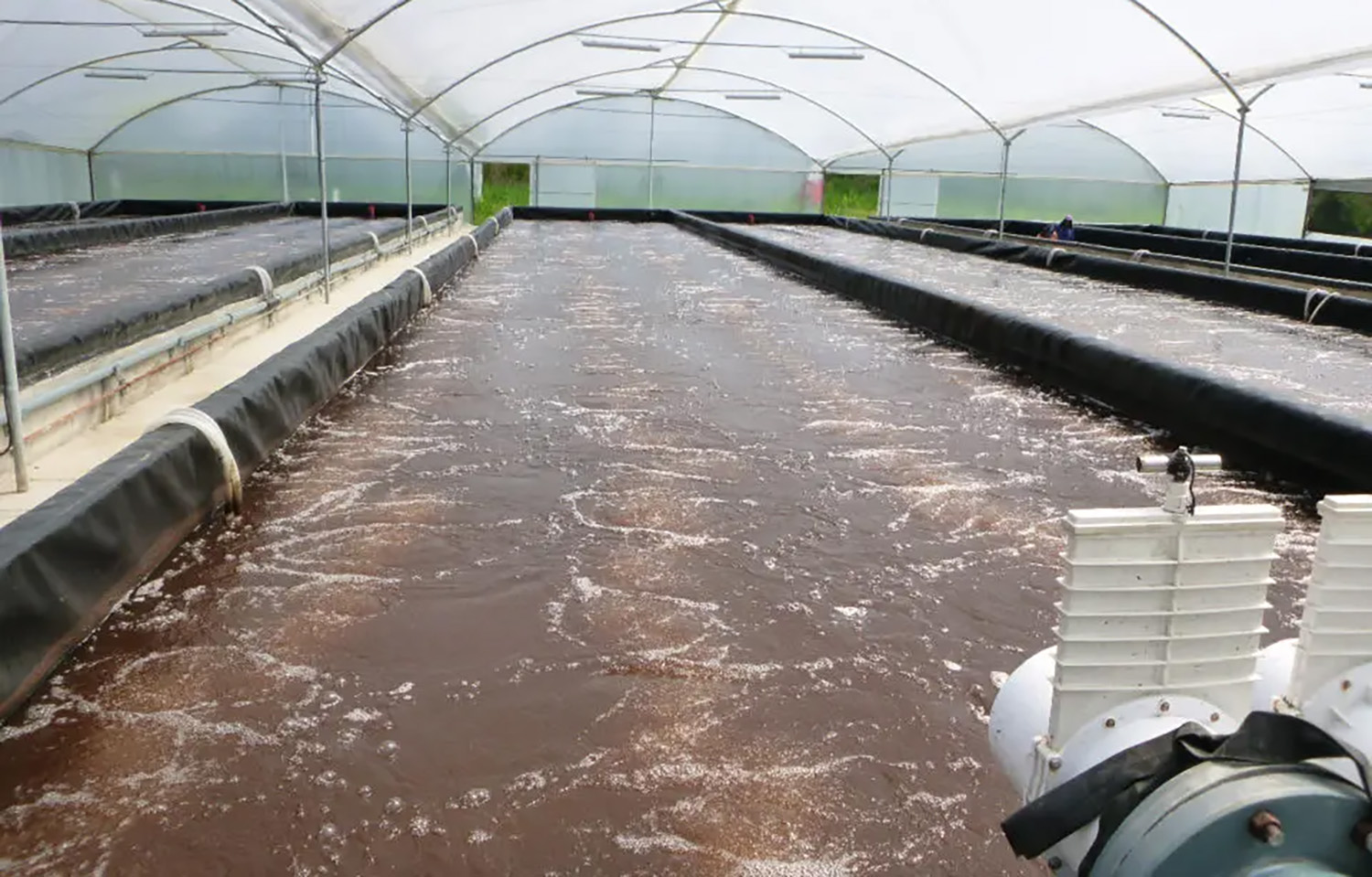 A shrimp pond on an Ecuadorian shrimp farm