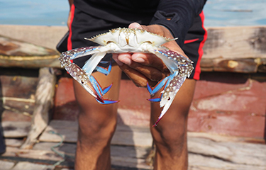 An Indonesian fisher holding a blue swimming crab.