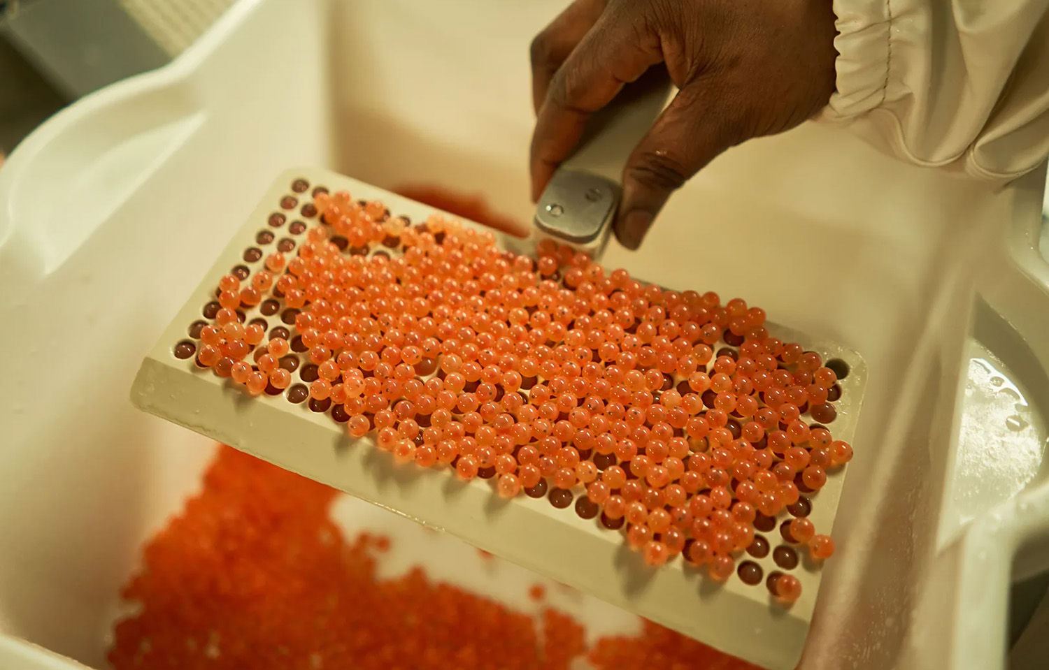 Salmon eggs bred by Mowi