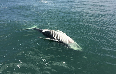 A dead humpback whale floating in the water.