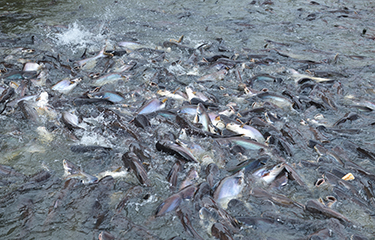 A pangasius pond in Thailand.