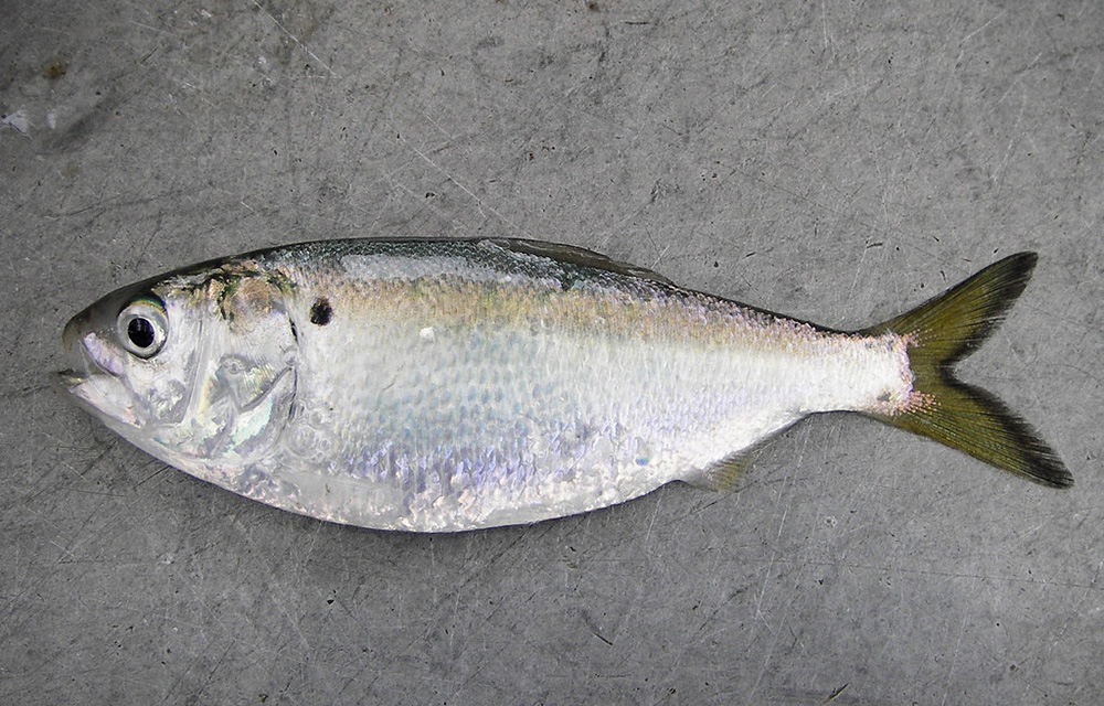 a menhaden