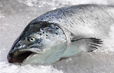 Norwegian salmon on ice