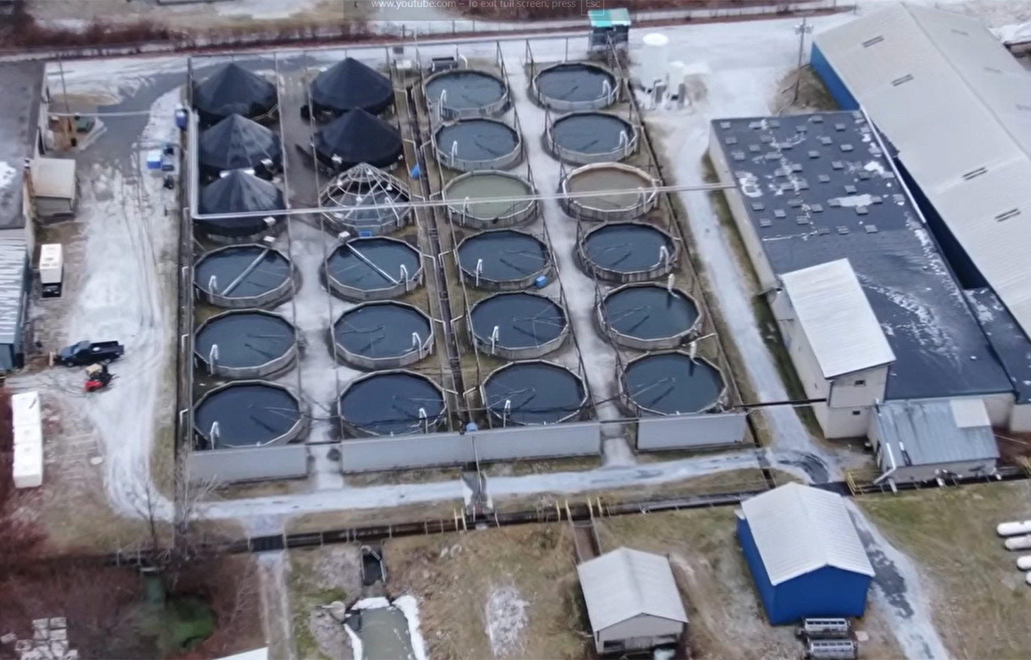 Cooke under investigation after nonprofit accuses Maine-based salmon facility of animal cruelty