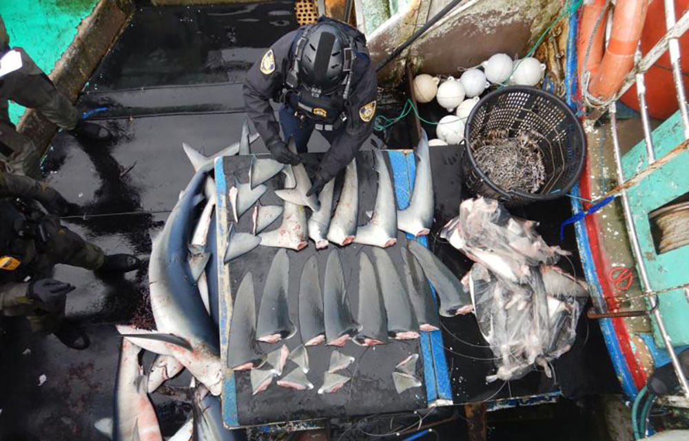 shark fins