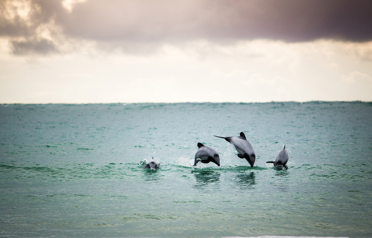 Hector's dolphins