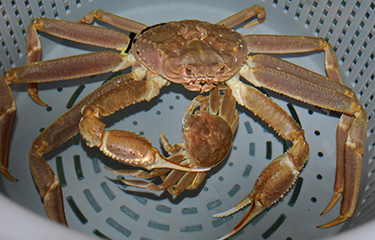 A photo of a snow crab