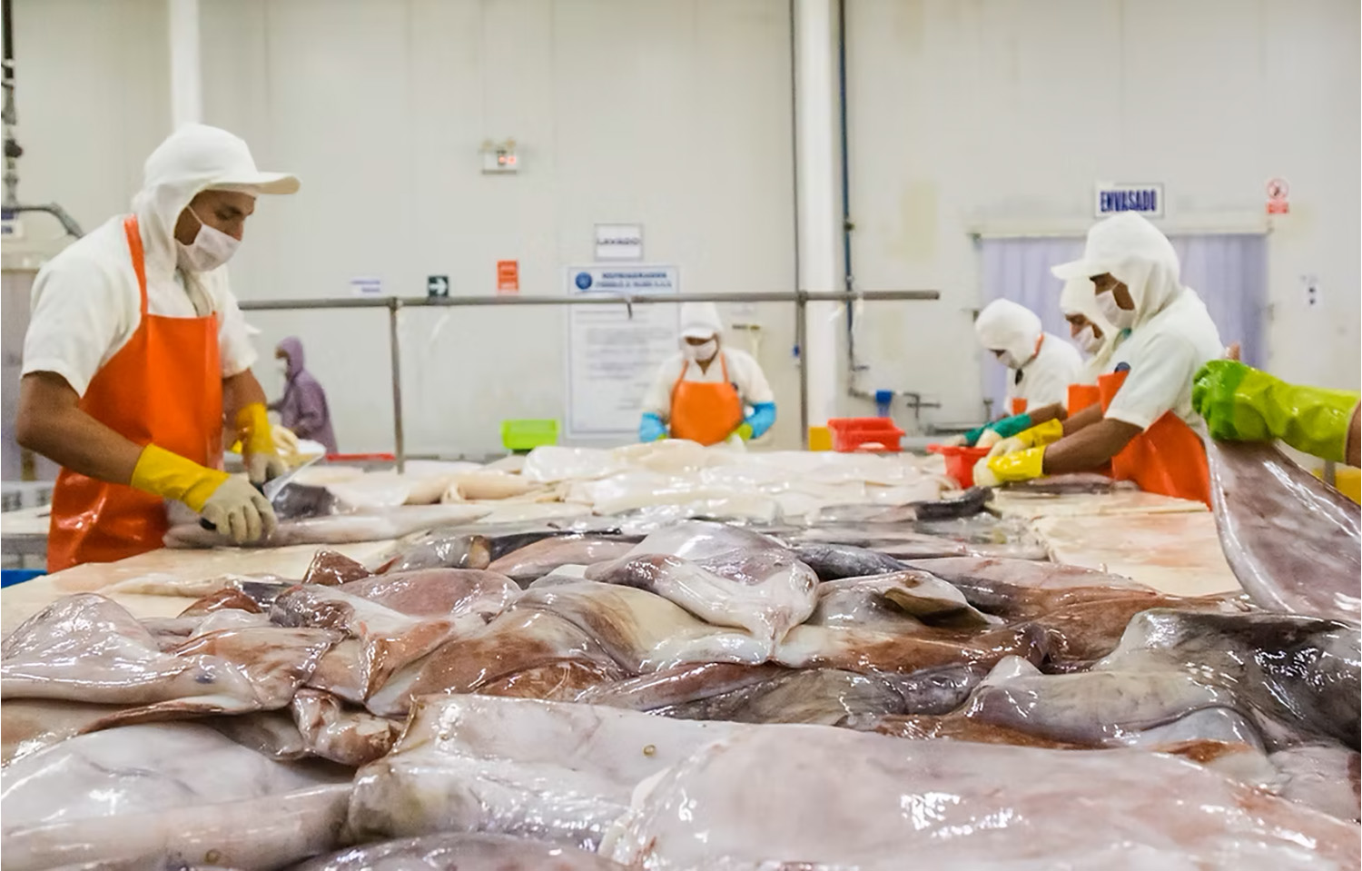 Peru's jumbo flying squid fishery starts path toward MSC certification
