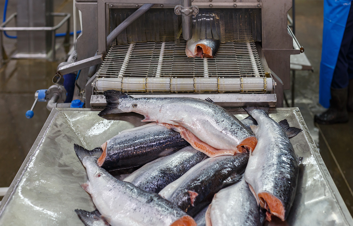 deheaded salmon in processing plant