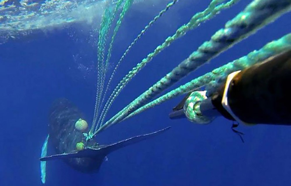 an entangled whale