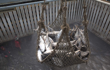Frozen tuna is transported from one vessel to another.