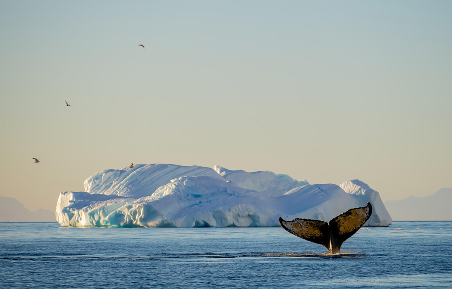 A whale near Antarctica