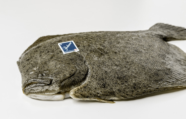 Turbot  SeafoodSource