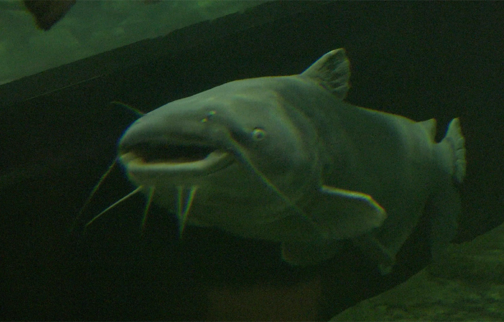 Maryland lawmakers vote to expand blue catfish pilot program