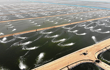 One of NAQUA's large shrimp farms in Saudi Arabia.