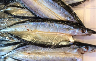 Hokkaido shifts to warm-water fish as saury and squid landings