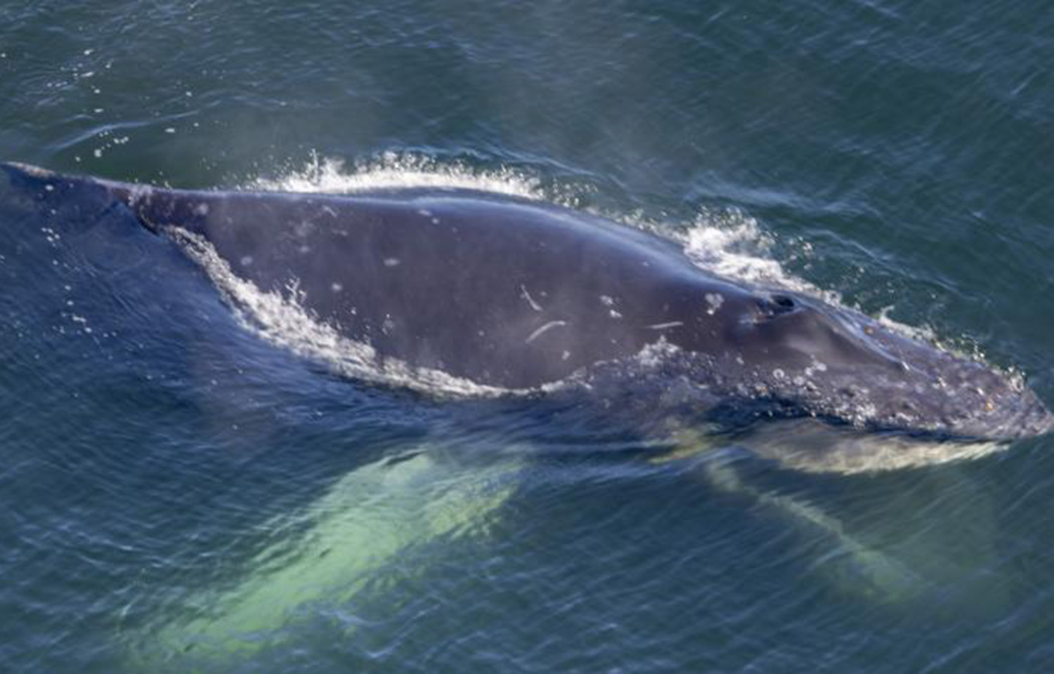 Entangled whale off the coast of Oregon