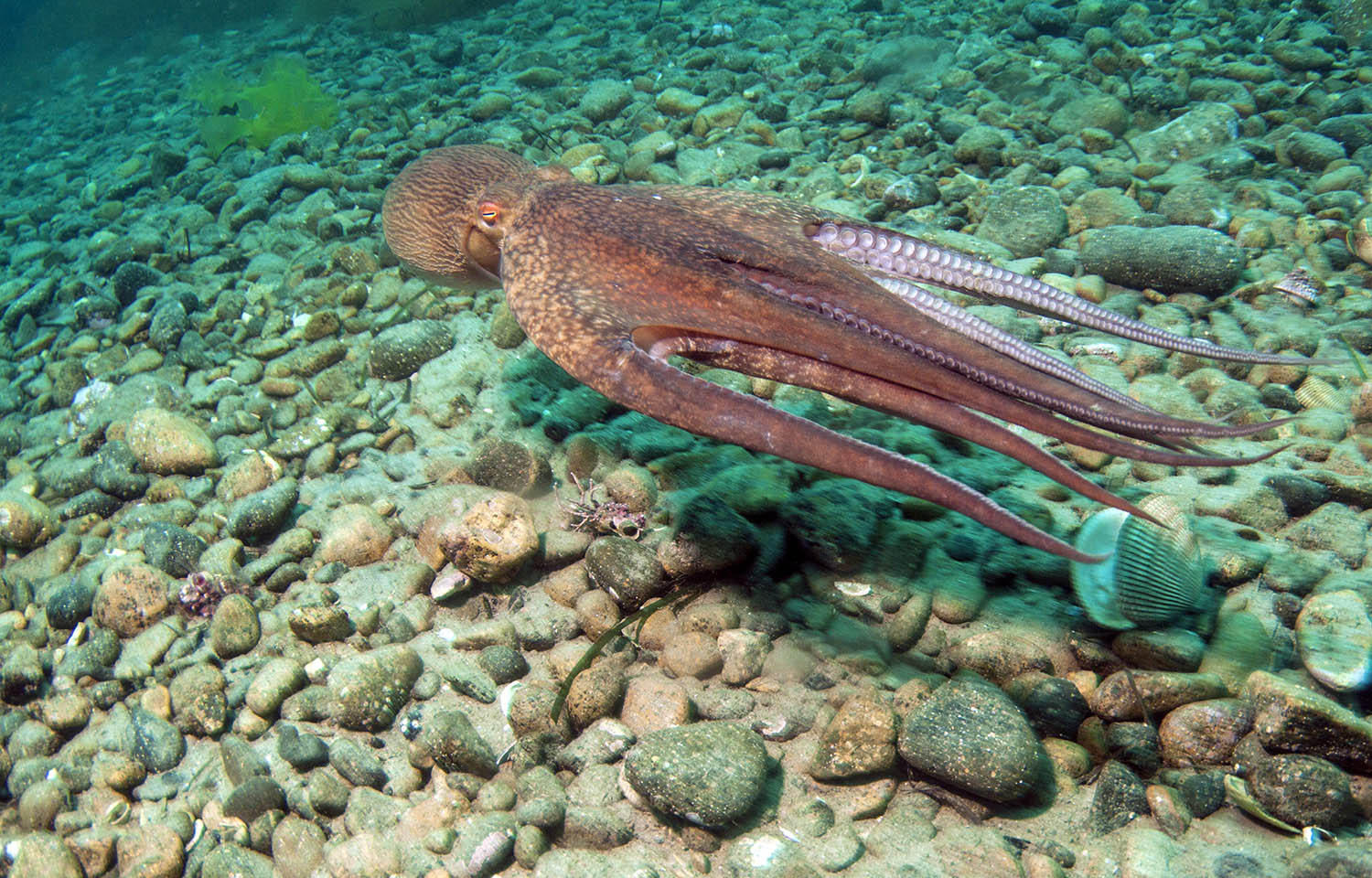 Paire De Patins De Frein V-Brake 70 Mm Pour VTT, Vélo Route, Hybride - Blocs Filetés - Compatible Jantes Aluminium