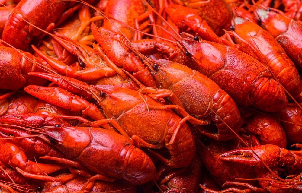 crawfish