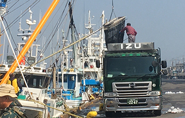 Sardines being unloaded in Japan.