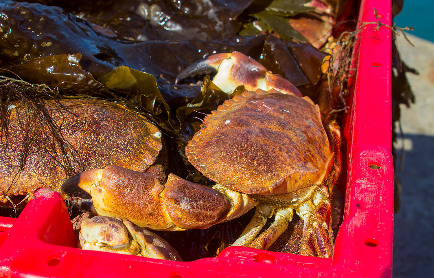 Irish crabs in a bucket