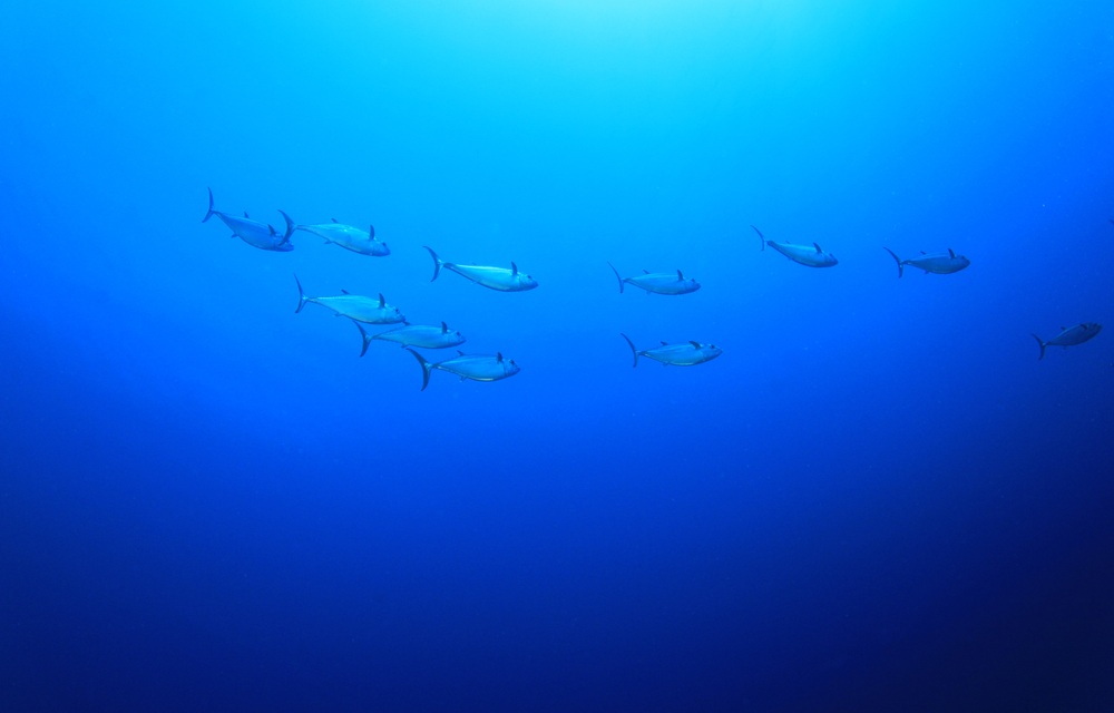 Tuna swimming in the water