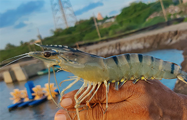 A black tiger shrimp grown by Zeal Aqua.