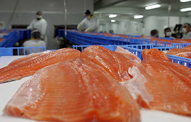 Chilean salmon fillets.