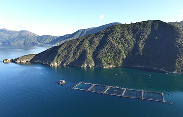 A New Zealand King Salmon farm.