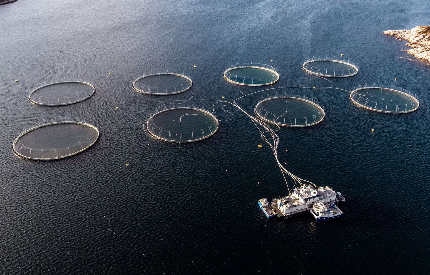 A set of eight net pens operated by Norcod