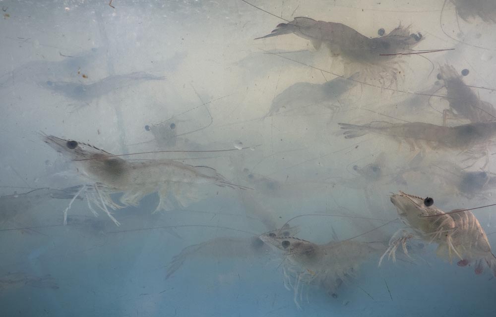 shrimp