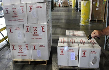 Second Florida spiny lobster dealer fined and put on probation for false labeling