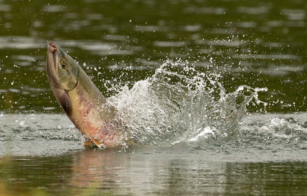 California announces USD 71 million for salmon conservation, recovery