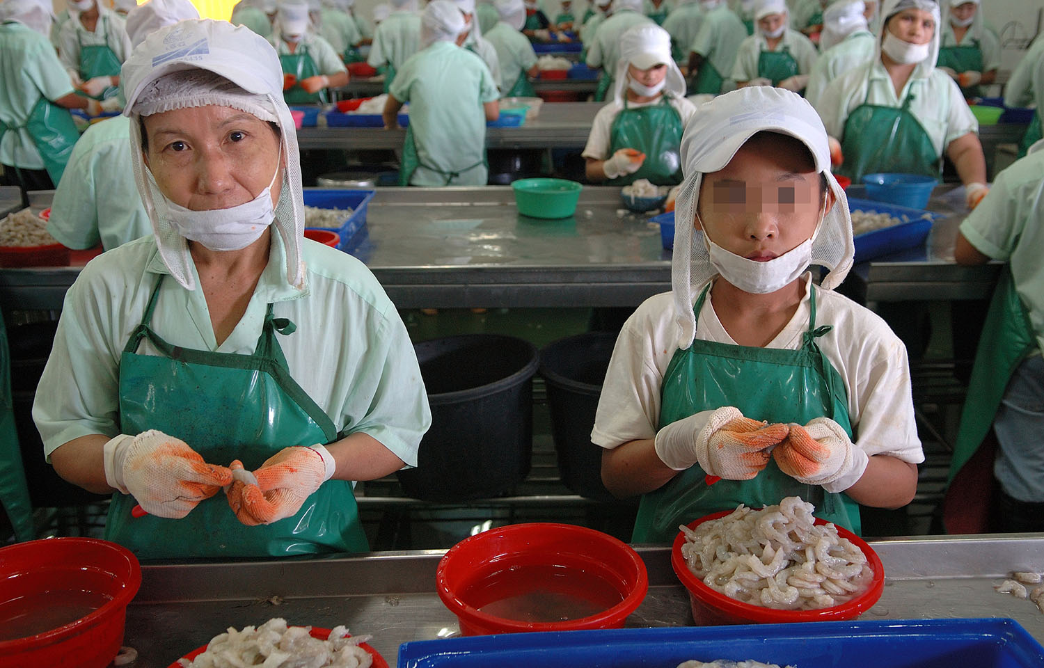 Migrant laborers, some underage, working in a Thai shrimp-peeling facility.