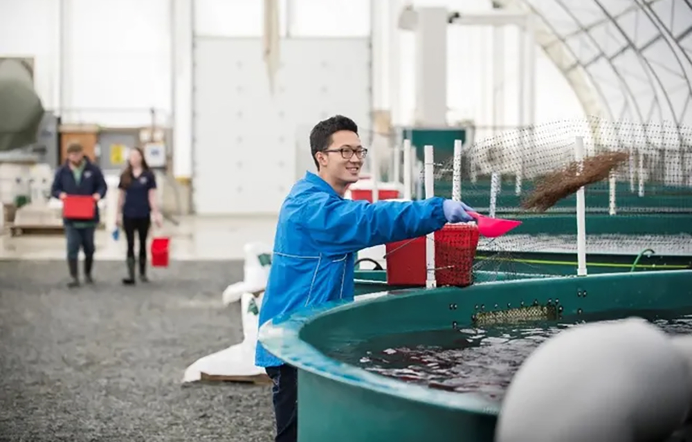 Blue Star Foods employee throwing feed into an RAS.