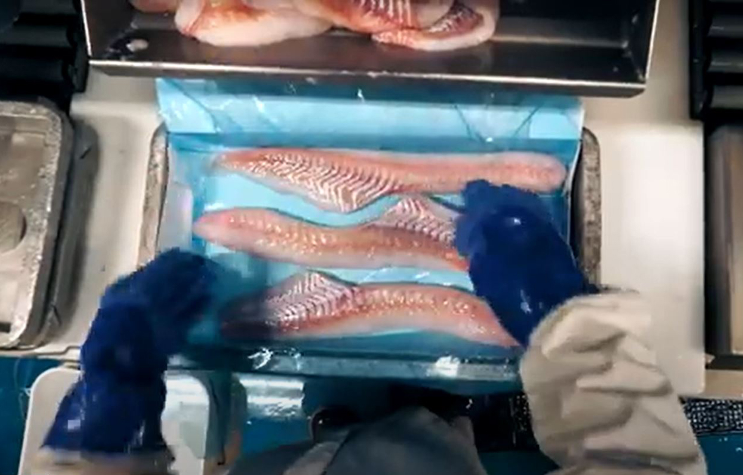 Alaska pollock being packed.